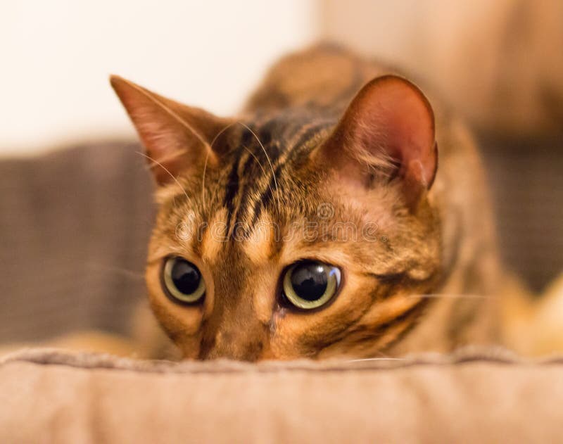 Uppmärksam kattstirrande royaltyfria foton Uppmärksam kattstirrande royaltyfria foton