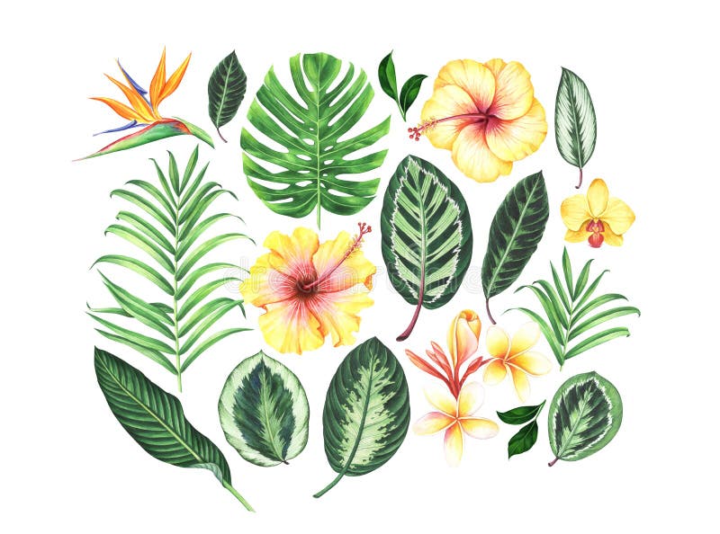 Upps?ttning av blommor och sidor f?r vattenf?rg tropiska royaltyfri illustrationer Upps?ttning av blommor och sidor f?r vattenf?rg tropiska royaltyfri illustrationer