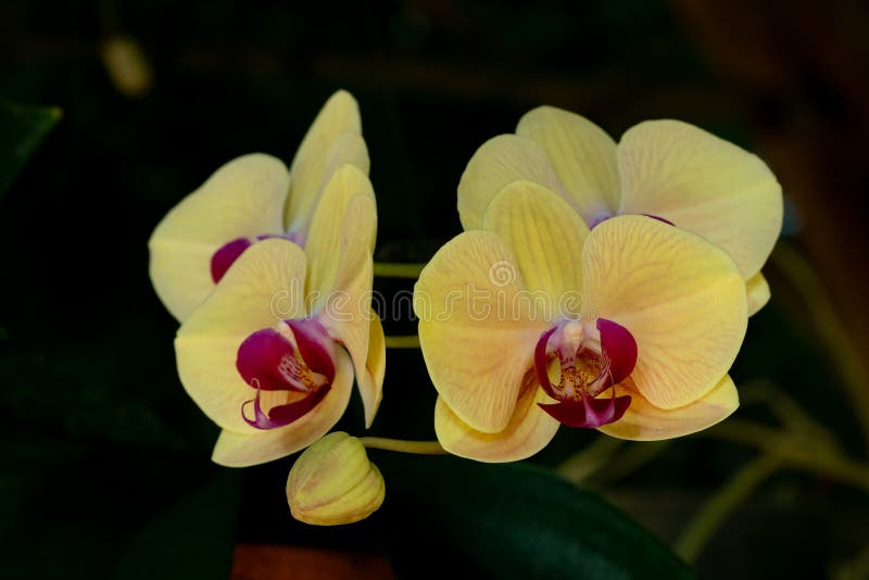 Uppslutningsvy av vackra blommande gulblommiga blommor (falaenopsis orchids) royaltyfri foto