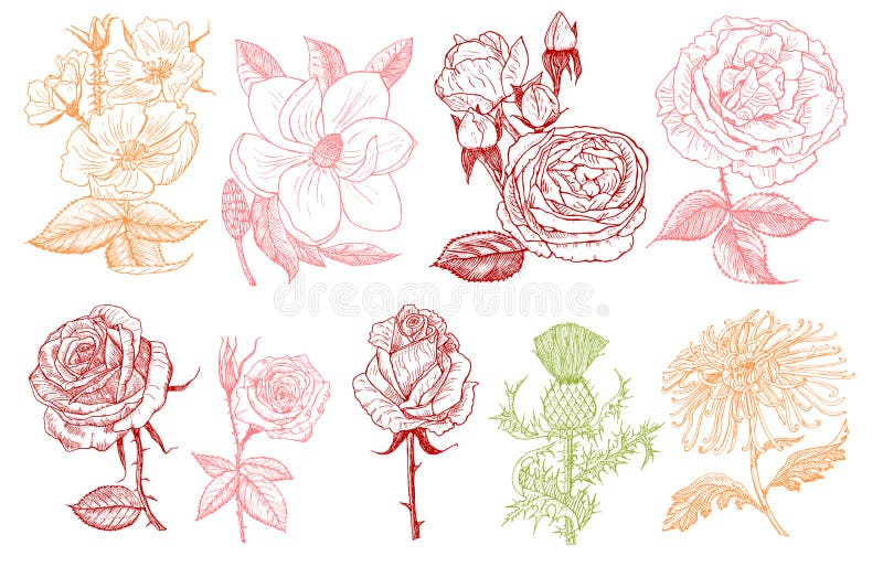 Uppsättning av att gifta sig botaniska blommor i trädgården eller vårväxten Aster, dahlia med knoppar, pioner och rosor, påsklilj vektor illustrationer Uppsättning av att gifta sig botaniska blommor i trädgården eller vårväxten Aster, dahlia med knoppar, pioner och rosor, påsklilj vektor illustrationer