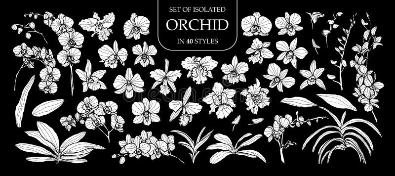 Uppsättning av den isolerade vita konturorkidén i 40 stilar Gullig hand dragen blommavektorillustration i den vita nivån och inge stock illustrationer Uppsättning av den isolerade vita konturorkidén i 40 stilar Gullig hand dragen blommavektorillustration i den vita nivån och inge stock illustrationer