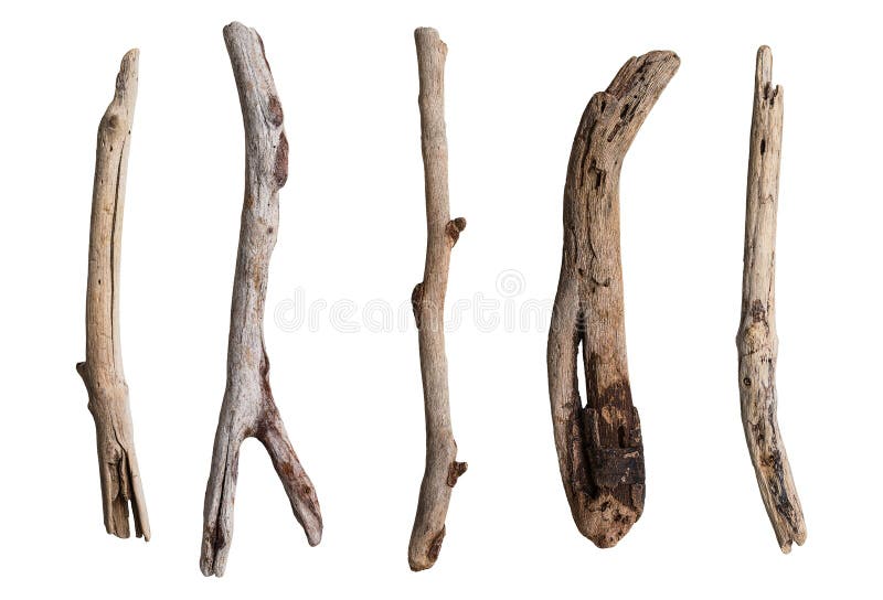 Set of dry tree branch on white background. Set of dry tree branch on white background