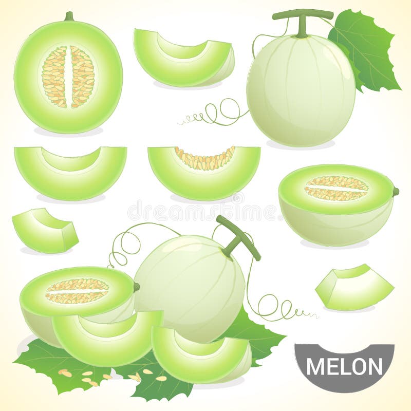 Uppsättning av frukt för melon för cantaloupmelonhonungsdagghonung