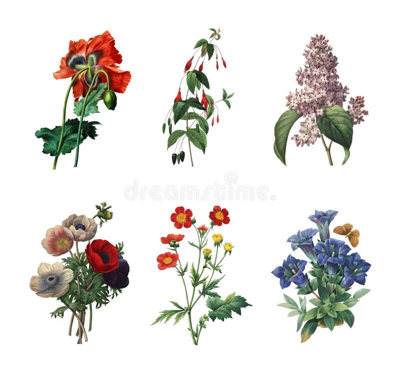 Uppsättning av olika blommor | Antika blommaillustrationer