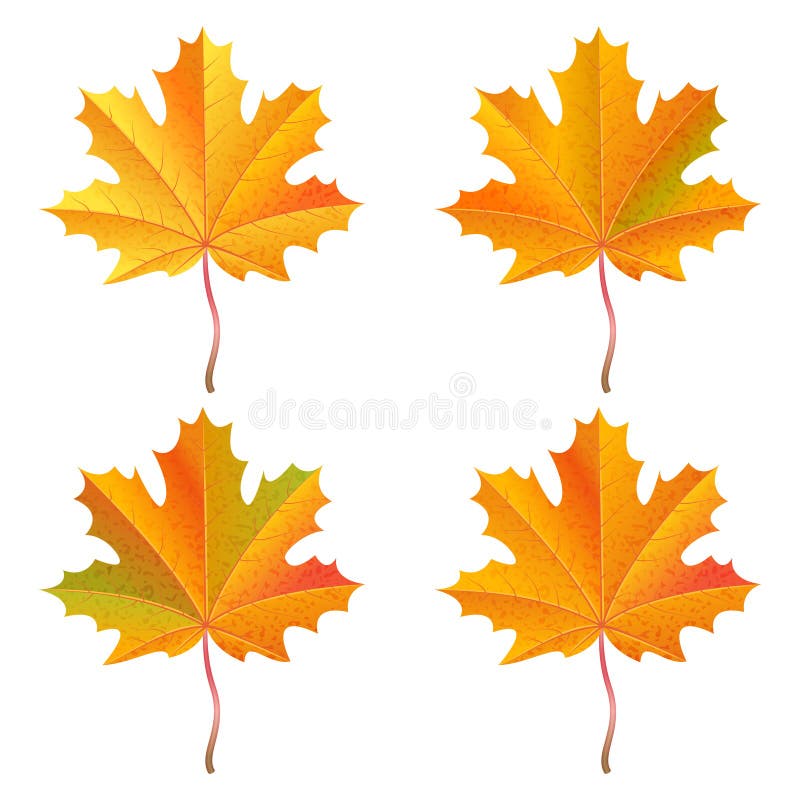 Uppsättning av realistiska orange lönnlöv Autumn Vector illustration royaltyfri illustrationer