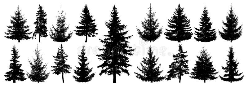 Forest trees set. Isolated vector silhouette. Coniferous forest. Christmas tree, fir-tree, pine, pine-tree, Scotch fir, cedar. Forest trees set. Isolated vector silhouette. Coniferous forest. Christmas tree, fir-tree, pine, pine-tree, Scotch fir, cedar