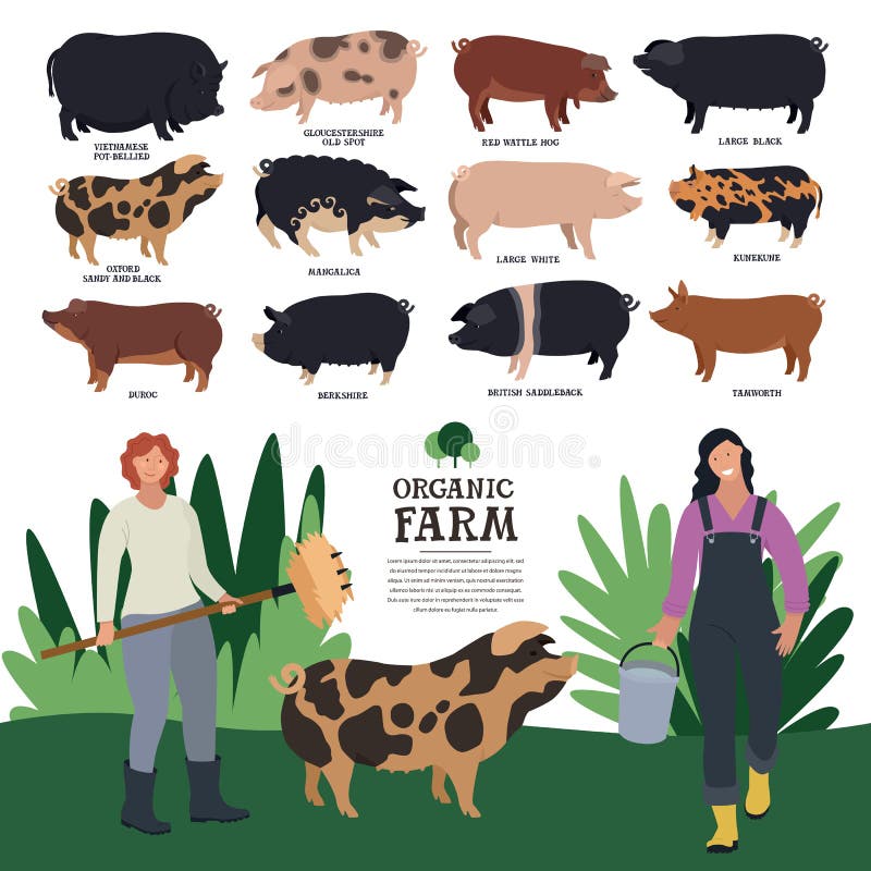 Set of twelve breeds of domestic pigs Flat vector illustration of two women farmers working on an organic farm Cattle breeding and stock raising. Set of twelve breeds of domestic pigs Flat vector illustration of two women farmers working on an organic farm Cattle breeding and stock raising