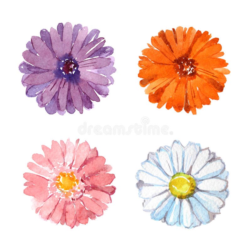 Set of colorful chamomile flowers on white background, watercolor illustration. Set of colorful chamomile flowers on white background, watercolor illustration