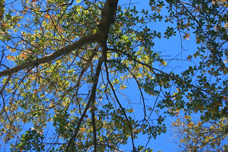 UPPÅTRIKTAD SIKT AV TRÄDET MED LÖVVERK MOT BLÅ HIMMEL fotografering för bildbyråer UPPÅTRIKTAD SIKT AV TRÄDET MED LÖVVERK MOT BLÅ HIMMEL fotografering för bildbyråer
