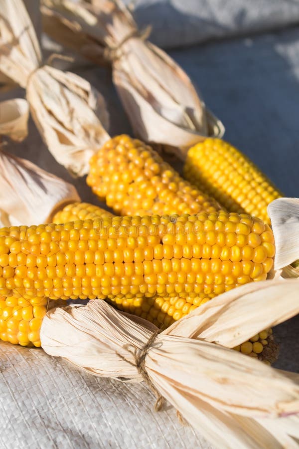 Upraw cobs dojrzali żółta organicznie i świeża kukurudza zdjęcie royalty free Upraw cobs dojrzali żółta organicznie i świeża kukurudza zdjęcie royalty free