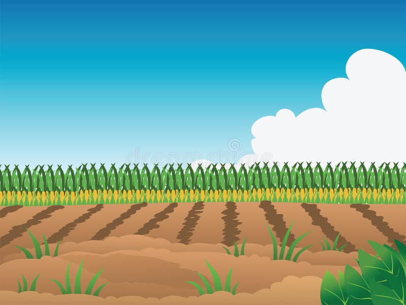 Cartoon illustration of a crop field. Cartoon illustration of a crop field