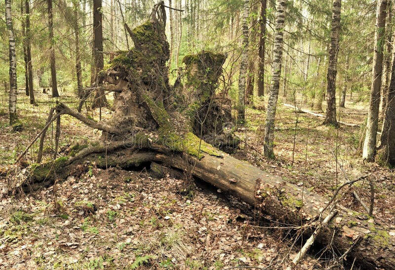 Uprooted trees.