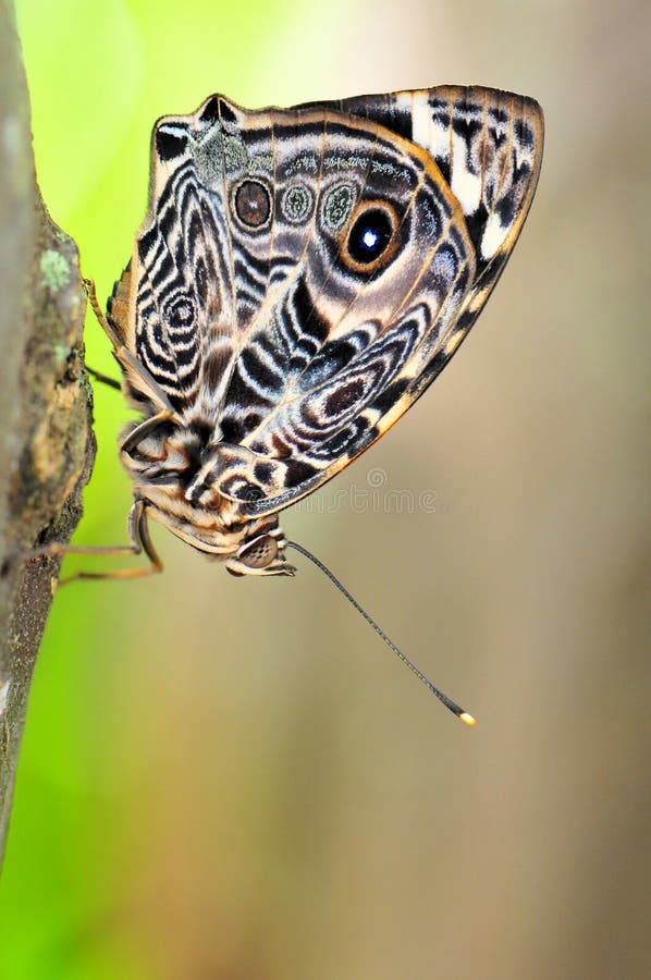 Upside Down Rainbow Lorikeet Bird, Florida Stock Image Image of