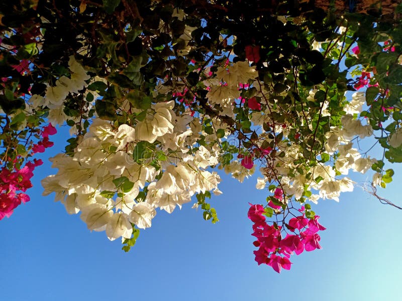 Upside Down Hanging Flowers Stock Photo Image of shrub, sunlight
