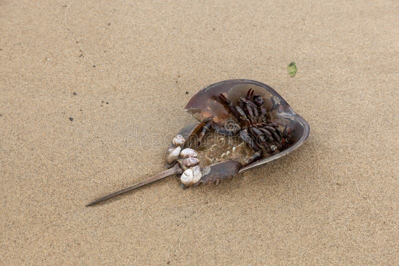 Upside Down Horseshoe Crab stock image. Image of shells 97820169