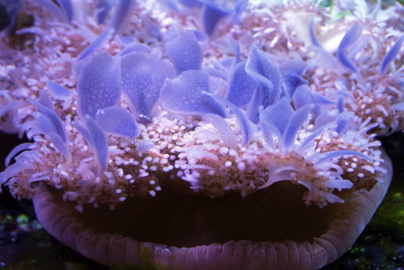 Upside Down Jelly Fish stock image Upside Down Jelly Fish stock image