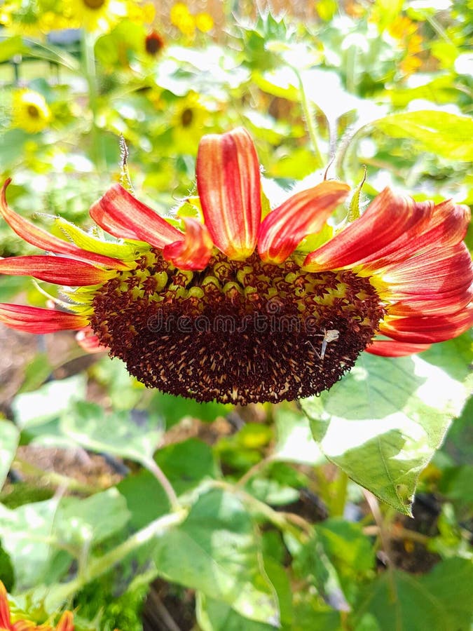 Bright Red Sunflower stock image. Image of petal, mason 67307823
