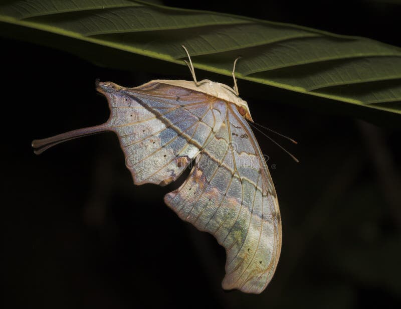 Upsidedown Butterfly Peru Stock Photo Image of butterfly, wildlife