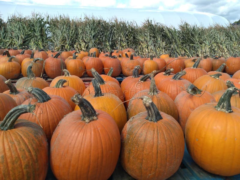 Upstate New York pumpkin patch royalty free stock image