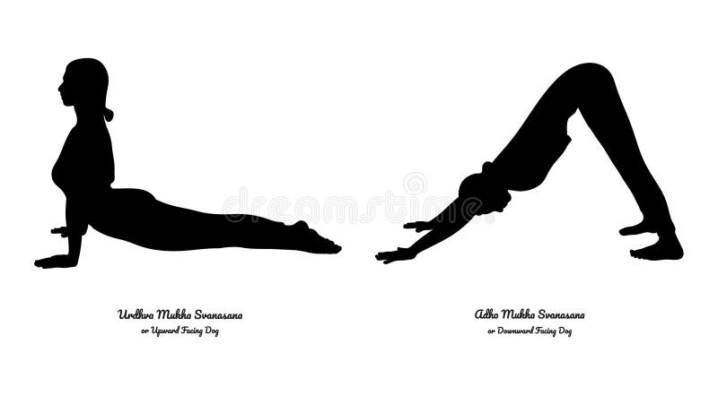 Downward And Upward Facing Dog Yoga Pose Stock Vector - Illustration of ...