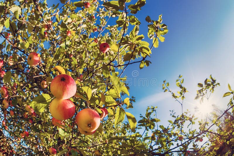 Upward View of an Apple Tree Against Blue Sky Stock Photo Image of