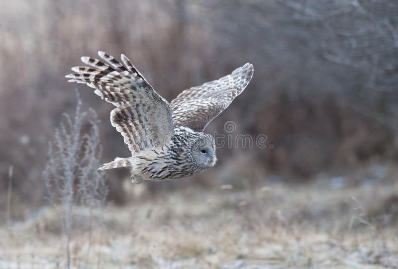 Ural Owl (Strix uralensis) flying in a forest near Reci Nature Reserve