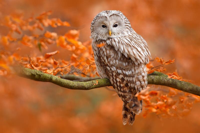 Uraluil, Strix-uralensis, die op boomtak, bij oranje bladeren eiken bos zitten, Zweden Uraluil, Strix-uralensis, die op boomtak, bij oranje bladeren eiken bos zitten, Zweden