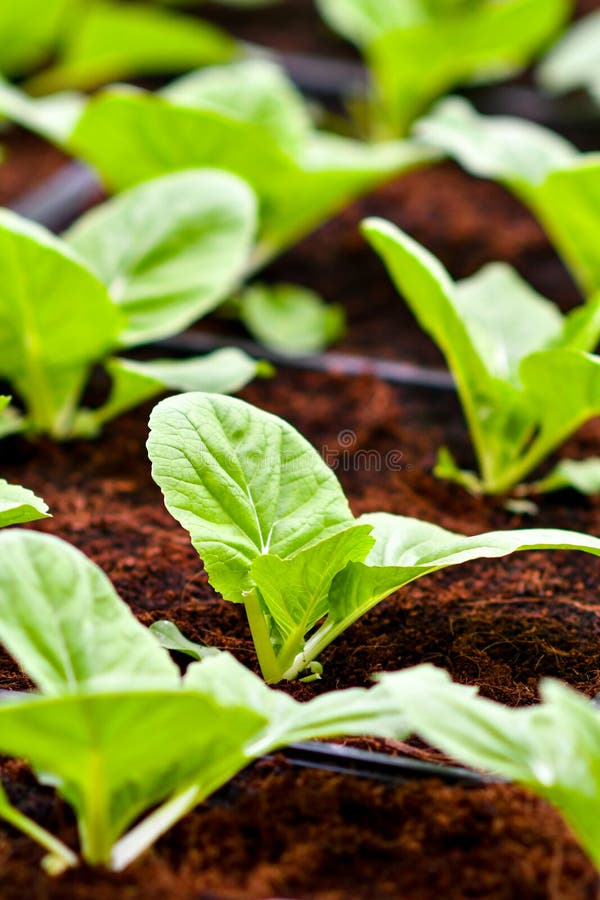 Urban agriculture, urban farming, or urban gardening royalty free stock photos Urban agriculture, urban farming, or urban gardening royalty free stock photos