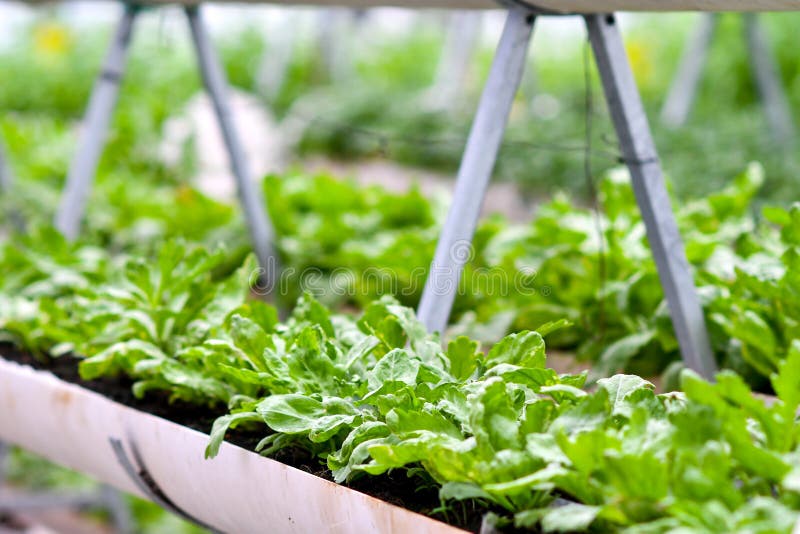 Urban agriculture, urban farming, or urban gardening royalty free stock photo Urban agriculture, urban farming, or urban gardening royalty free stock photo