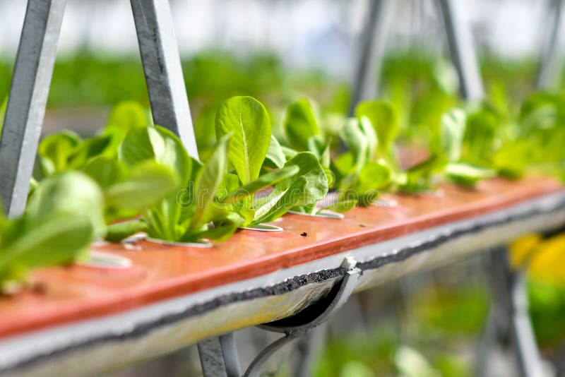 Urban agriculture, urban farming, or urban gardening stock photo Urban agriculture, urban farming, or urban gardening stock photo