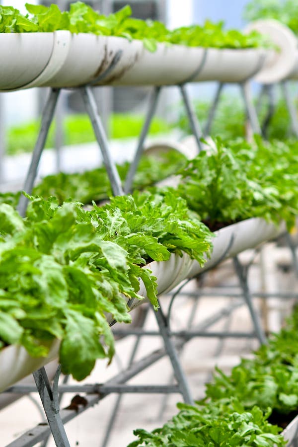 Urban agriculture, urban farming, or urban gardening royalty free stock photo Urban agriculture, urban farming, or urban gardening royalty free stock photo