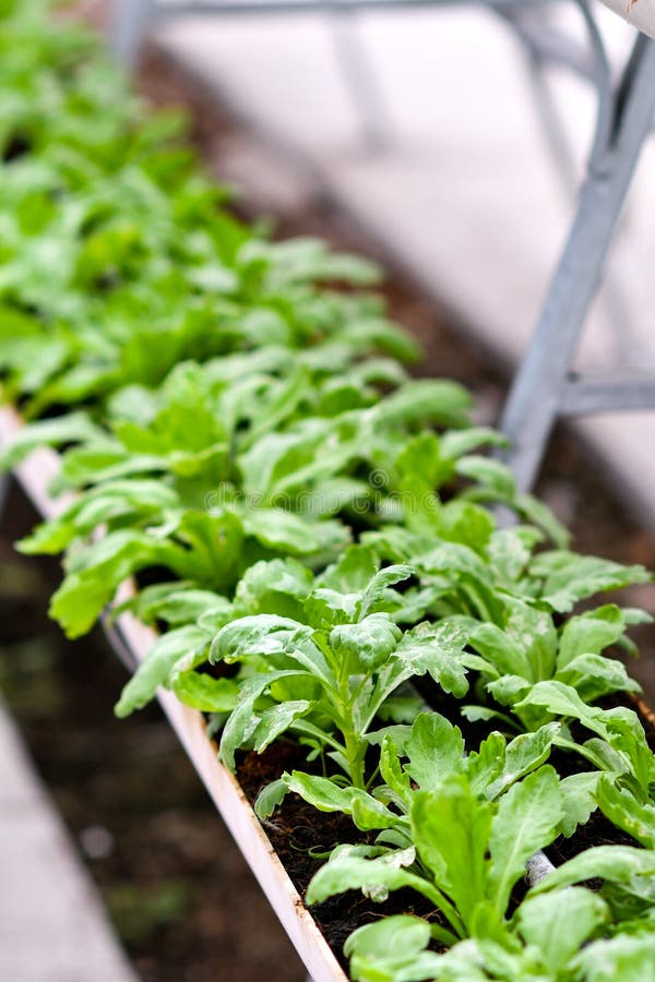 Urban agriculture, urban farming, or urban gardening royalty free stock photo Urban agriculture, urban farming, or urban gardening royalty free stock photo