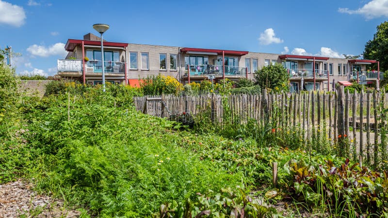 Urban agriculture: a vegetable garden beside an apartment building in the suburbs of a city