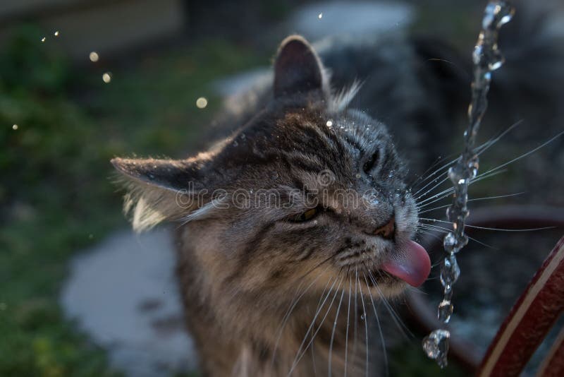 Urban Cat Lapping Water in Garden 6