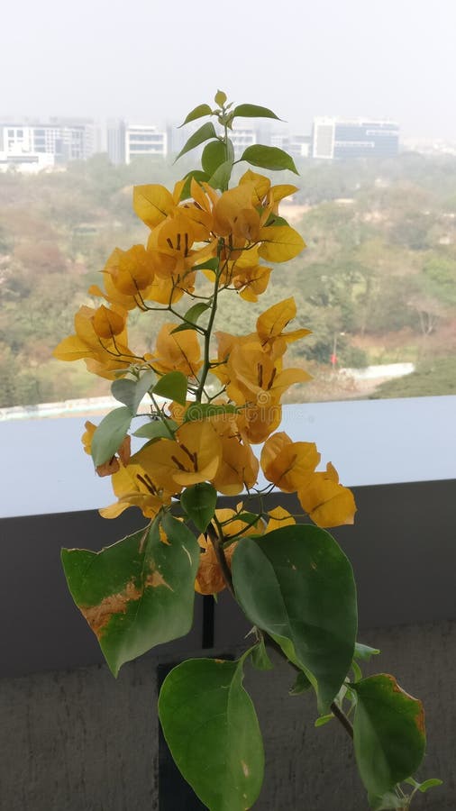 Urban Flora Branches Bent and Covered with Icicles, Glowing in the