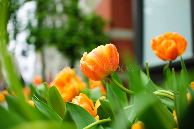 Urban Flowers stock image. Image of floral, company, outdoors 12261119