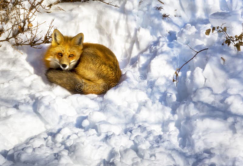 Urban Fox