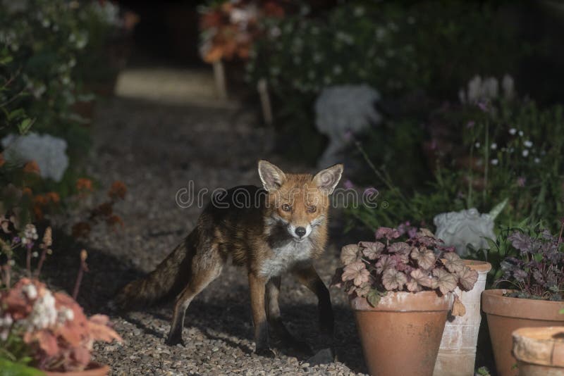 Urban fox visiting the garden