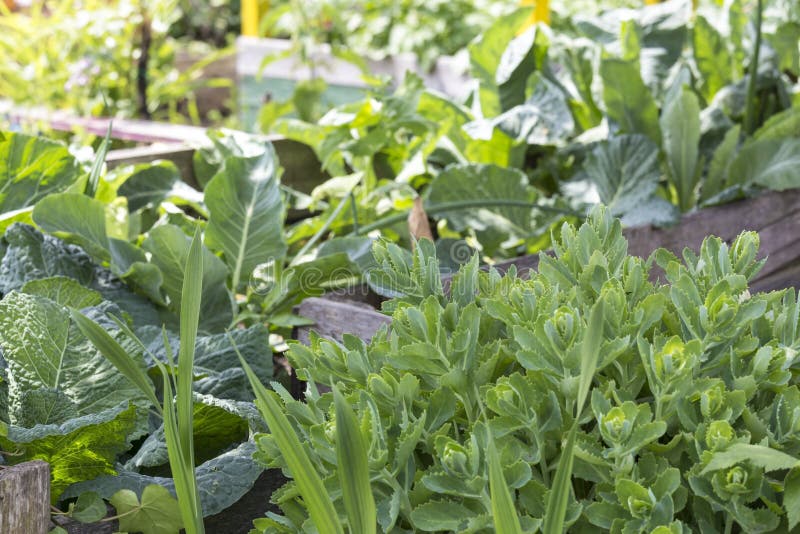 urban gardening royalty free stock photos urban gardening royalty free stock photos