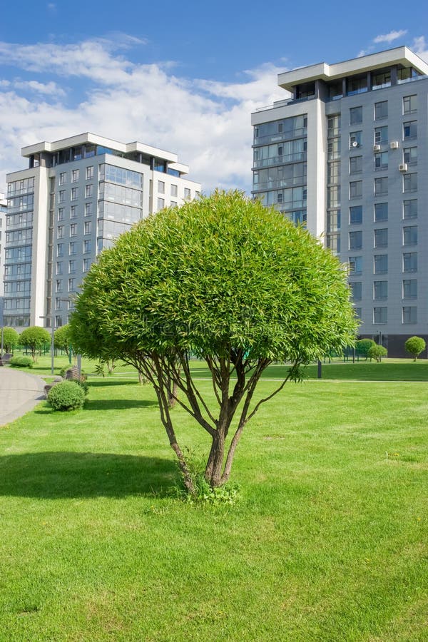 Urban Landscape. Wellgroomed Tree on the Background of Modern