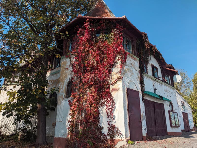 Vecchio edificio del Club Sportivo Volontà e dalla città di Arad Romania, coperto da Vita di Canada Parthenocissus quinquefolia.