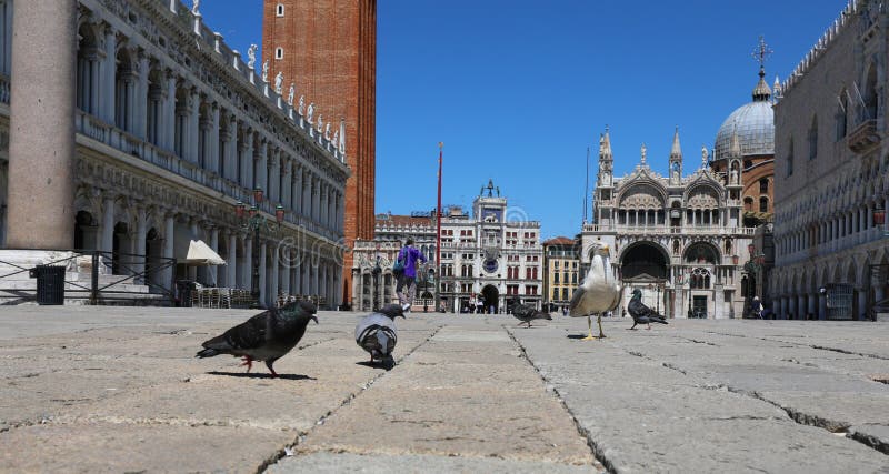 Urban pigeons looking for crumbs in the Venice square during the stock photo