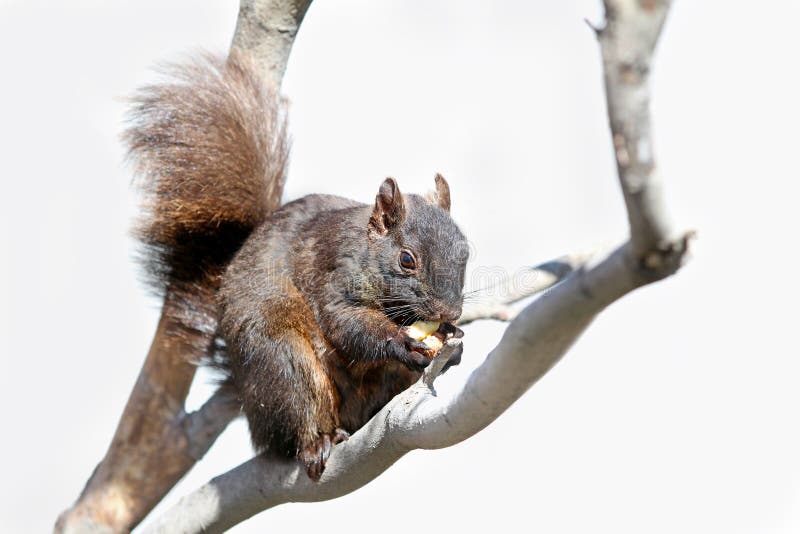 Urban squirrel stock image. Image of tree, squirrel, animal 53016239