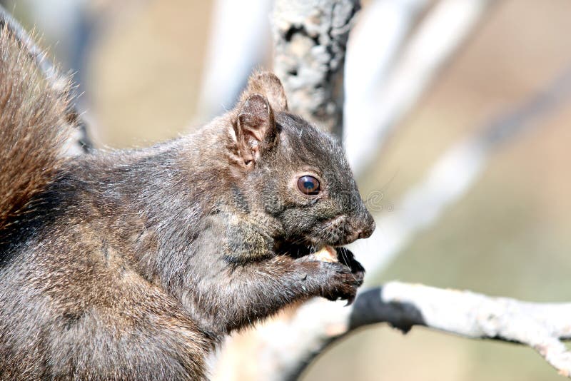 Urban Squirrel Eating stock image. Image of north, states 70683463