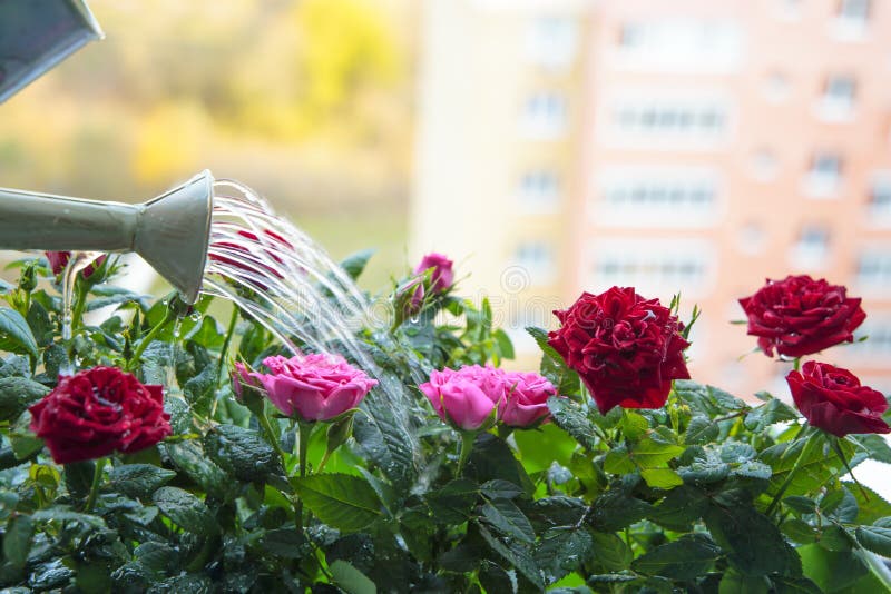 Urgenza urbana per il verde: le rose balconate sono: Urgenza urbana per il verde: le rose balconate sono: