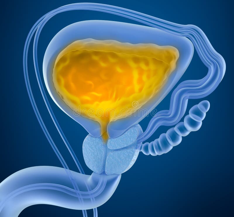 Urinary bladder with urine. Cross section of urinary bladder. X-Ray view. Normal cross illustrations