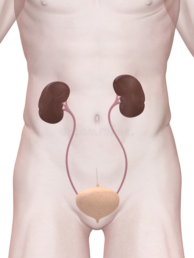 3d rendered anatomy illustration of the human urinary system. 3d human anatomy illustrations
