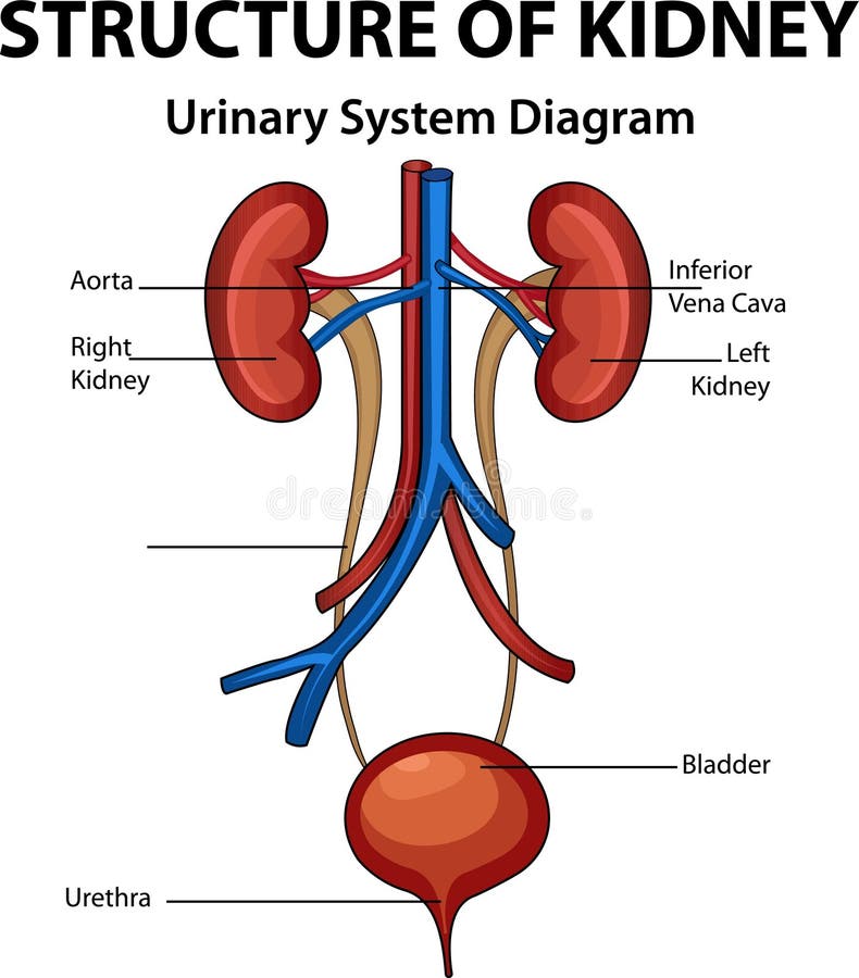 Urinary system Diagram for Medical Education stock illustration