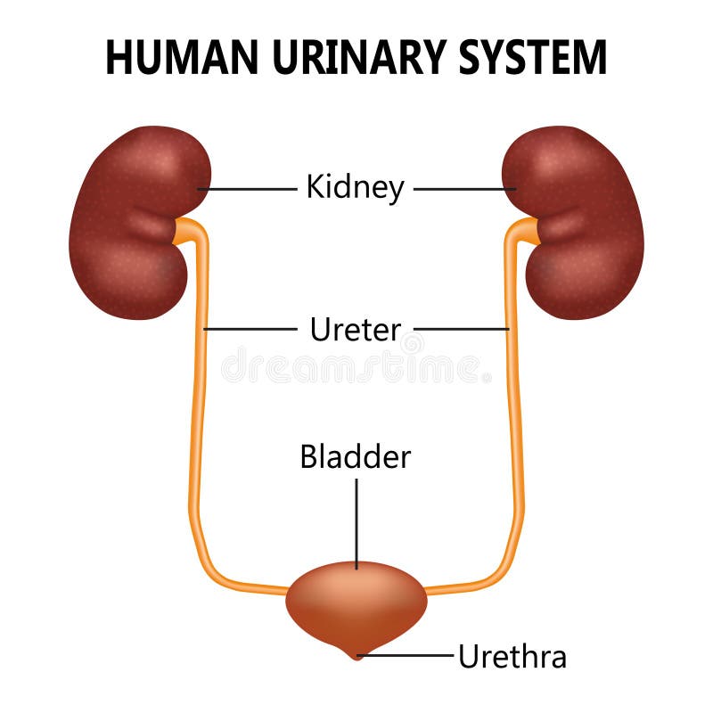 Urinary System Illustration Stock Vector Illustration Of Diagram