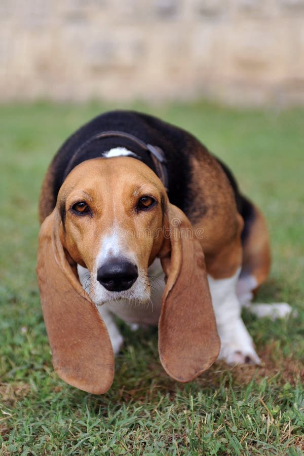 Urinate dog stock photo. Image of female, artesien, attend 23250472